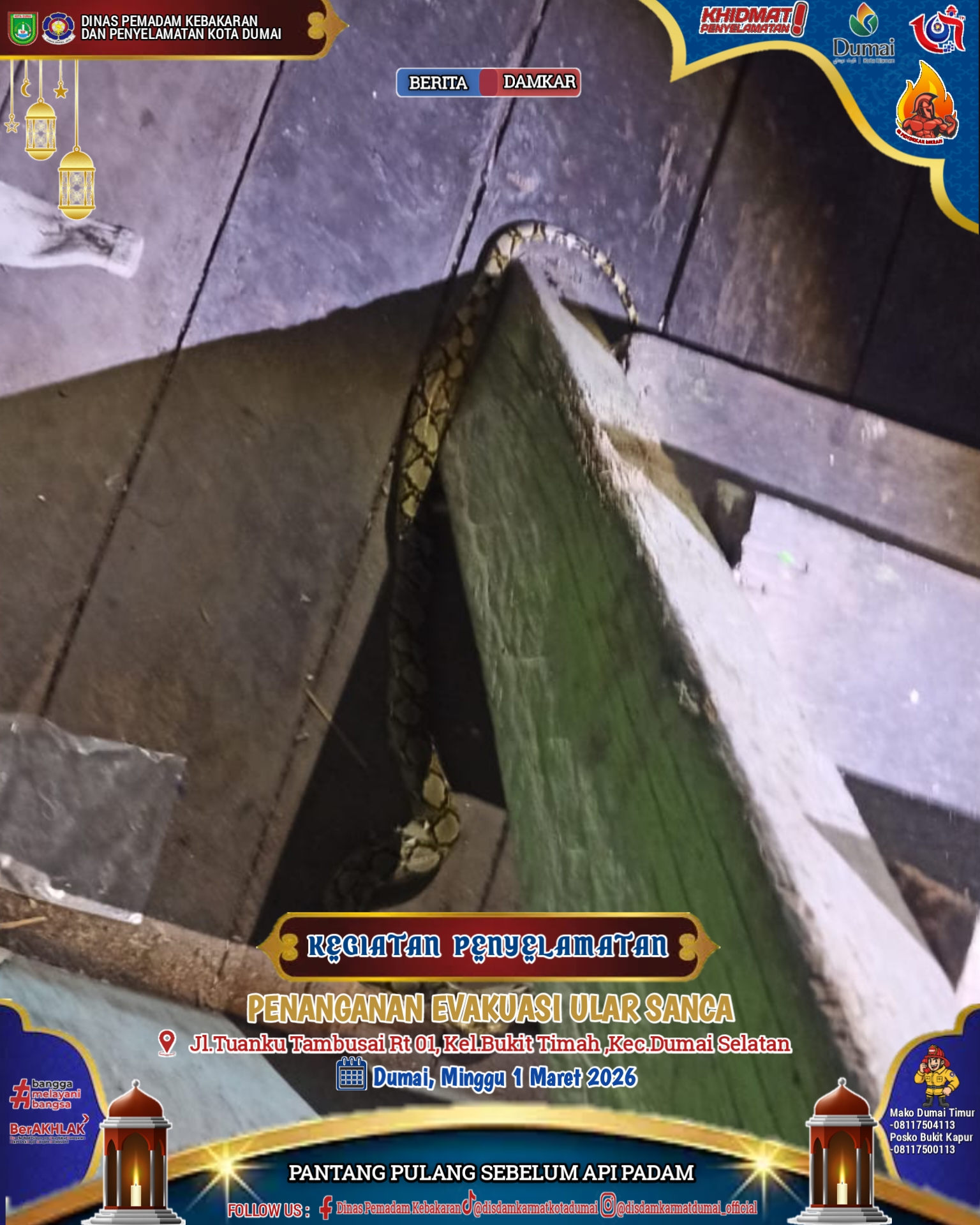 Evakuasi Ular Sanca
