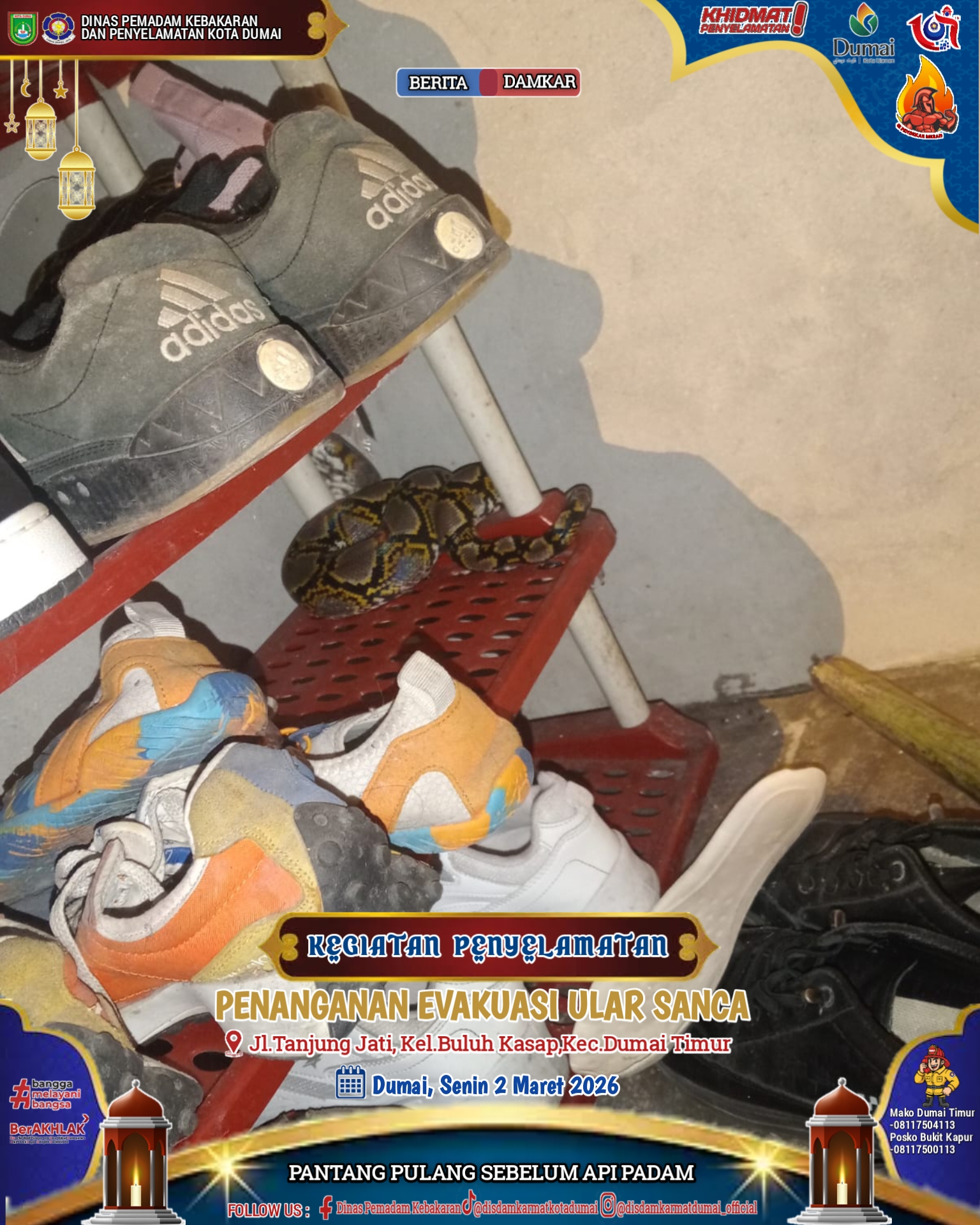 Evakuasi Ular Sanca