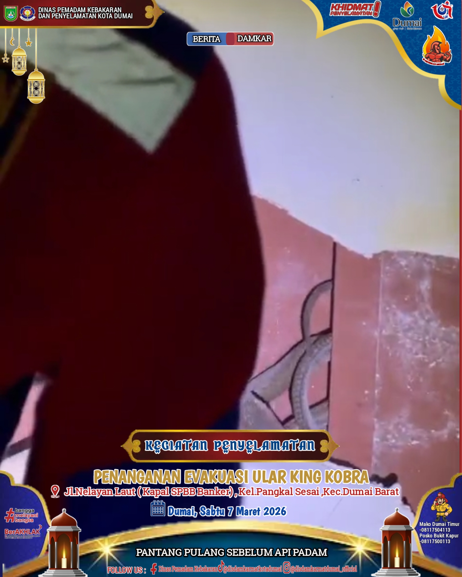Evakuasi Ular King Kobra