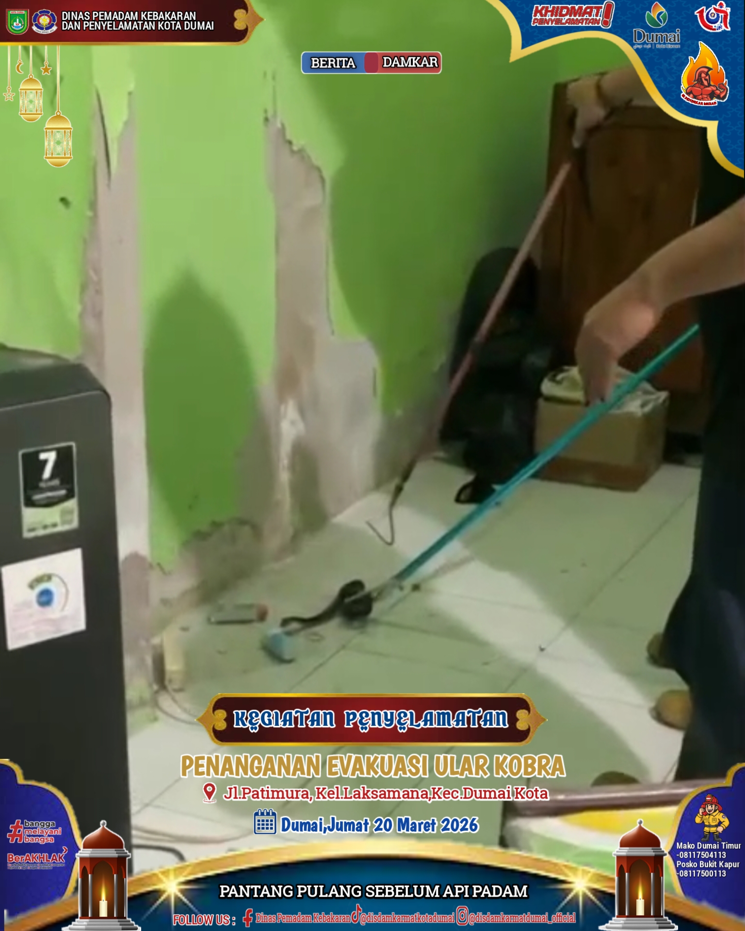 Evakuasi Ular Kobra