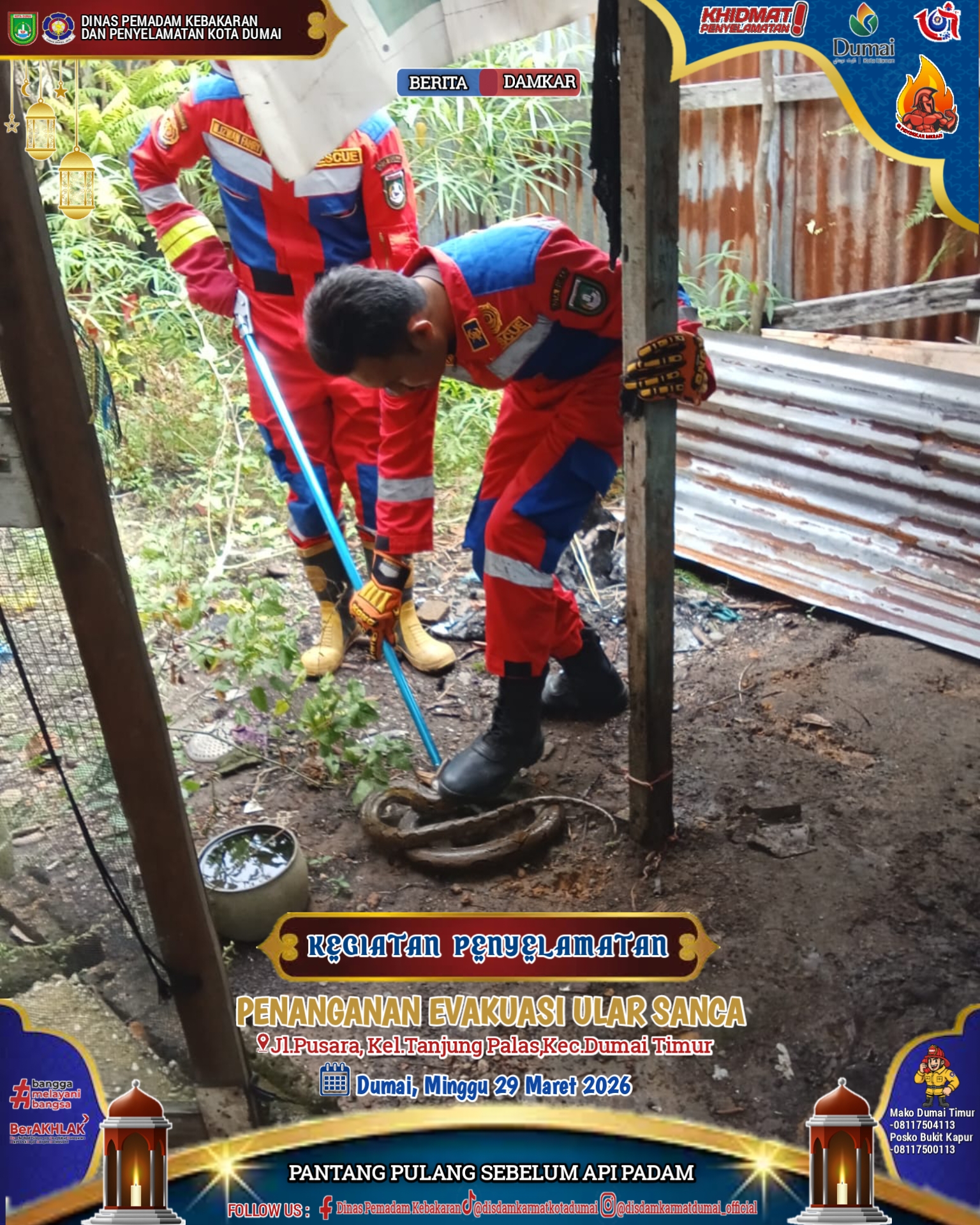 Evakuasi Ular Sanca
